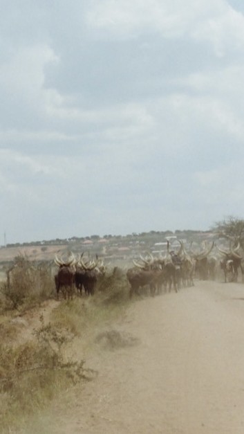 Uganda, photograph 21 of 24 by Adi Jahic